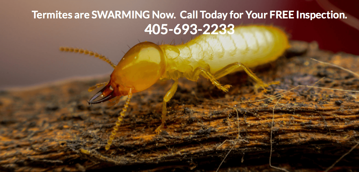 Termite Treatment in OKC and Edmond Avenge Pest Control